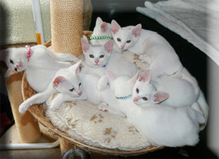 Khao Manee kittens in a basket wallpaper