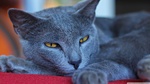 Kindly Chartreux face