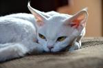 Kindly Devon Rex 