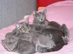 Korat cats