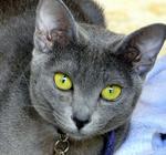 Korat with green eyes