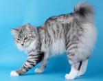 Kurilian Bobtail blue background