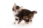 Kurilian Bobtail kitten