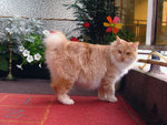 Kurilian Bobtail near the flower