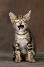 Laughing Sokoke kitten 