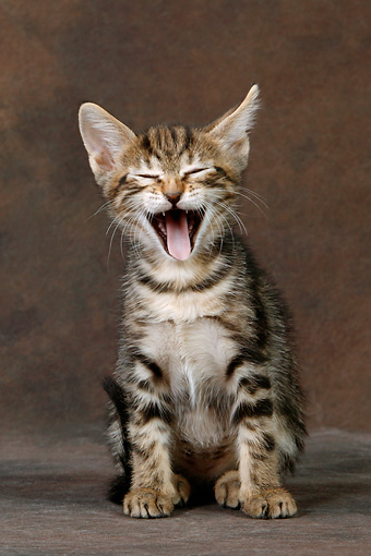 Смеющийся котенок породы Сококе фото