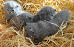 Little Chartreux kittens 