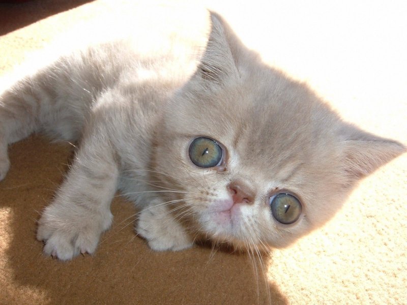 Маленький котенок Экзотической короткошерстной кошки  фото