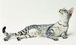 Looking up Egyptian Mau kitten