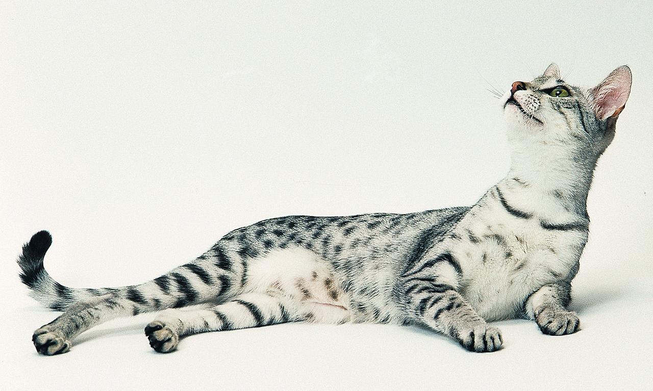 Котенок Египетского Мау смотрит вверх фото