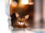 Lovely Abyssinian cat