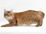 Lovely American Bobtail 