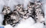 Lovely American Shorthair kittens