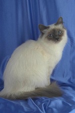 Lovely Birman