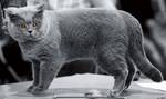 Lovely British Shorthair