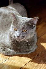 Lovely Chartreux 