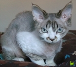 Lovely Devon Rex 