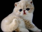 Милый котенок Экзотической короткошерстной кошки