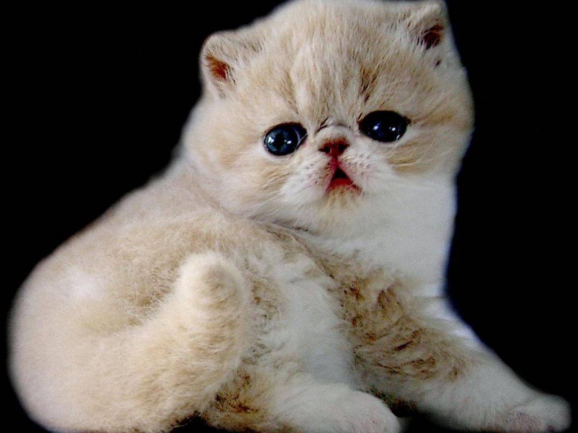 Милый котенок Экзотической короткошерстной кошки фото