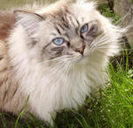 Lovely Ragdoll 