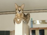 Lovely Savannah cat