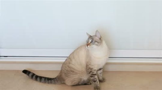 Красивая Тайская кошка фото
