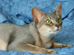 Lying Abyssinian cat 