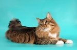 Lying American Bobtail 