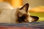 Lying Balinese cat