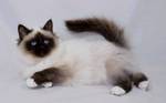 Lying Birman cat