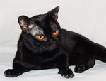 Lying Bombay cat