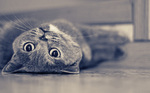 Британская короткошерстная кошка лежит