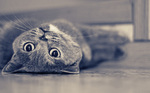 Lying British Shorthair