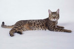Lying California Spangled Cat