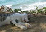 Lying Cyprus cat 