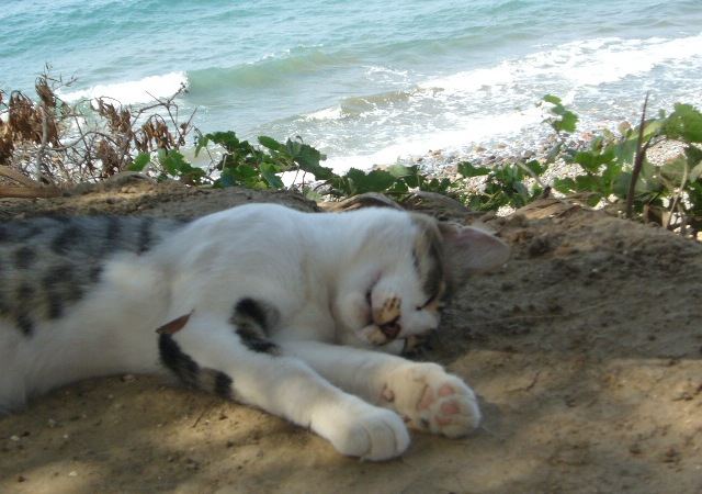 Кипрская кошка лежит фото