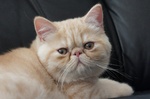 Lying Exotic Shorthair 