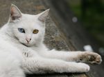 Lying Turkish Angora