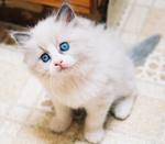 Magic Ragdoll kitten