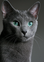 Magic Russian Blue