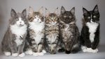 Maine Coon cats portrait