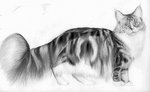 Рисунок кота породы Мейн Кун