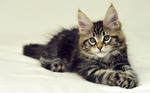 Maine Coon kitten