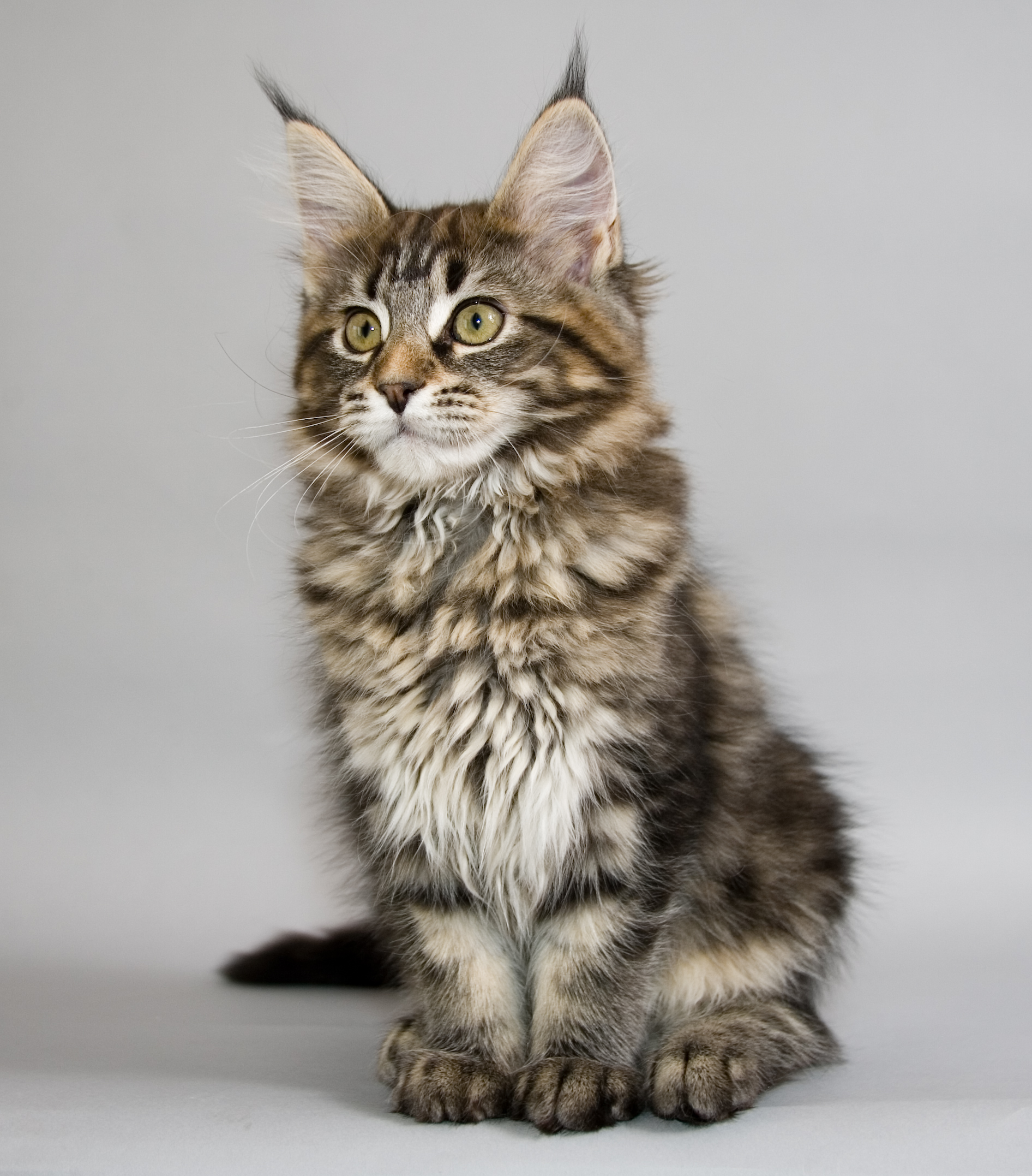 Maine Coon kitten portrait photo and wallpaper. Beautiful Maine Coon