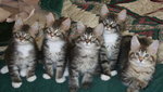 Maine Coon kittens