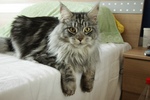 Maine Coon on a sofa