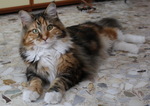 Maine Coon on the floor