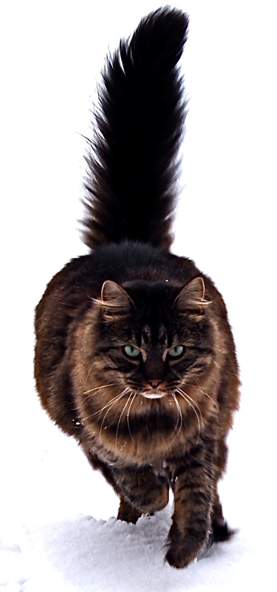 Maine Coon wallpaper