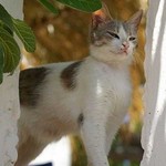 Majestic Aegean cat 