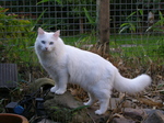 Majestic Asian Semi-longhair